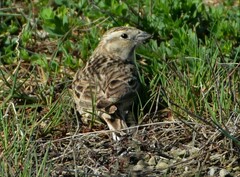Calcarius ornatus