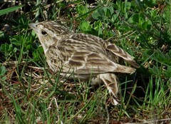 Calcarius ornatus
