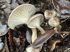 Spodocybe trulliformis