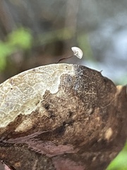 Collybiopsis quercophila