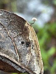 Collybiopsis quercophila