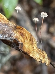 Collybiopsis quercophila