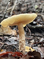 Lepiota spheniscispora