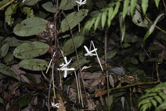 Posoqueria latifolia