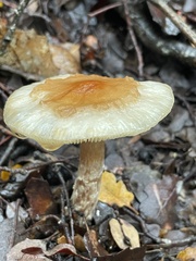 Lepiota spheniscispora