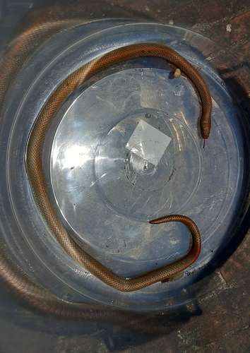 Aurora House Snake