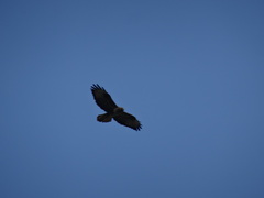 Buteo rufinus