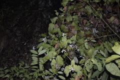 Posoqueria latifolia