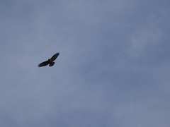 Buteo rufinus