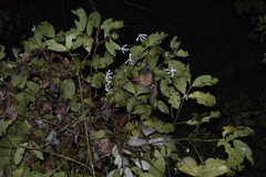 Posoqueria latifolia
