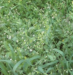 Raphanus raphanistrum