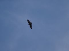 Buteo rufinus