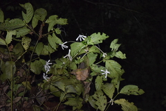 Posoqueria latifolia