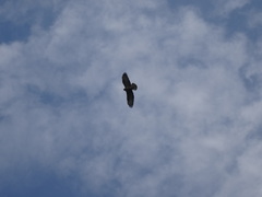 Buteo rufinus
