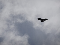 Buteo rufinus