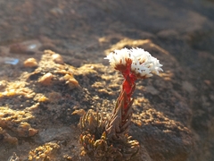 Crassula alpestris