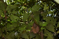 Posoqueria latifolia