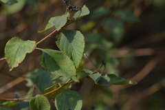 Pseudagrion rubriceps
