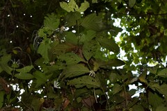 Posoqueria latifolia