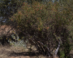 Stegnosperma halimifolium