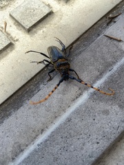 Retrachydes thoracicus thoracicus