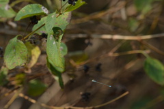 Pseudagrion rubriceps