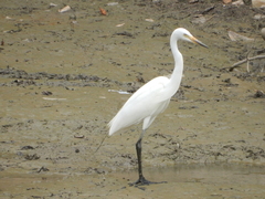 Ardea intermedia