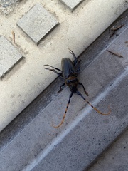 Retrachydes thoracicus thoracicus