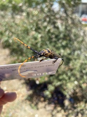 Retrachydes thoracicus thoracicus