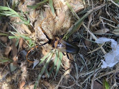 Retrachydes thoracicus thoracicus