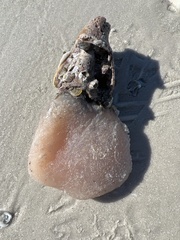 Aplidium
