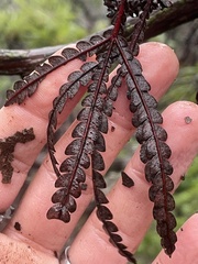 Lyonothamnus floribundus