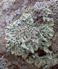Flavoparmelia baltimorensis