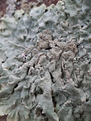 Flavoparmelia baltimorensis