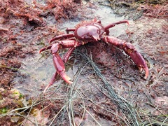 Taliepus nuttallii