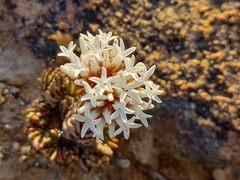 Crassula alpestris
