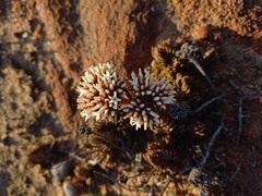 Crassula alpestris