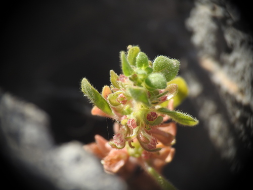 Cretan Pellitory-of-the-wall (Parietaria cretica)