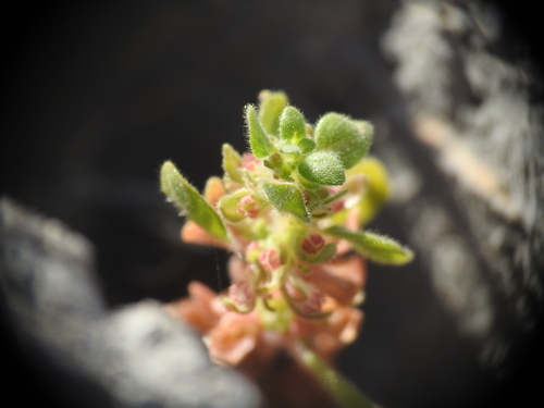 Image of Parietaria cretica by (c) Yves Bas, some rights reserved (CC BY)