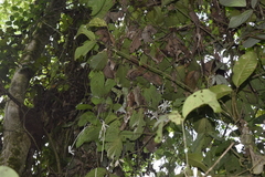 Posoqueria latifolia