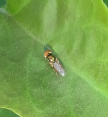 Microchrysa