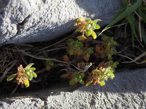 Image of Parietaria cretica by (c) Yves Bas, some rights reserved (CC BY)