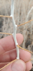 Tetradymia