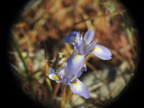 Image of Moraea mediterranea by (c) Yves Bas, some rights reserved (CC BY)