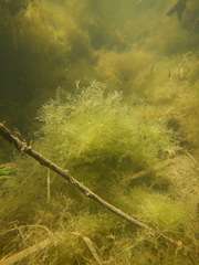 Cladophora glomerata