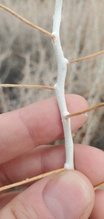 Tetradymia