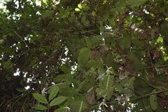 Posoqueria latifolia