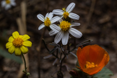 Thymophylla concinna