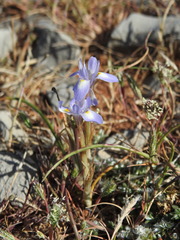 Moraea mediterranea