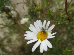 Phyto nigrobarbata